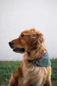 Bandana Tandem pour chien de couleur olive